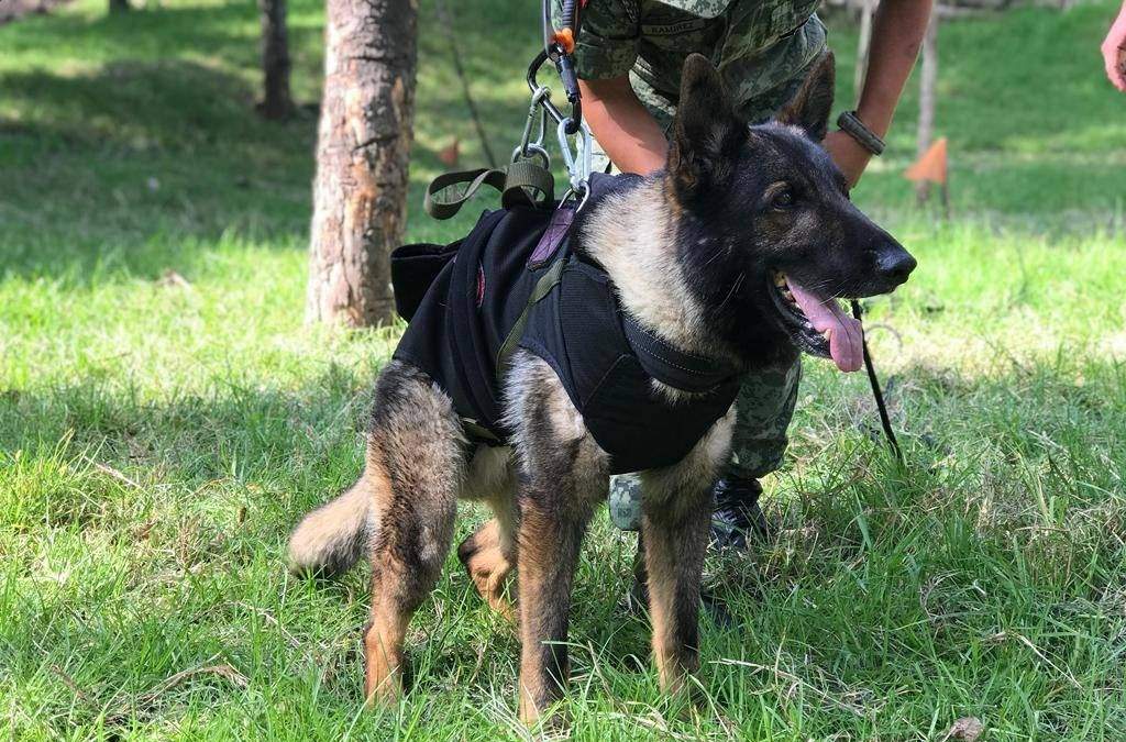 Proteo, perro rescatista de la Sedena que murió en Turquía