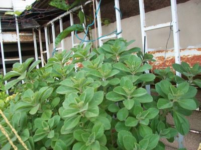 La planta aromática que muchos tienen en su jardín crece rápido, pero puede ser un peligro para tu casa
