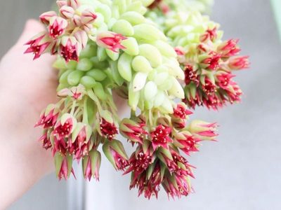 Cuál es el secreto para que florezca la suculenta Sedum Morganianum
