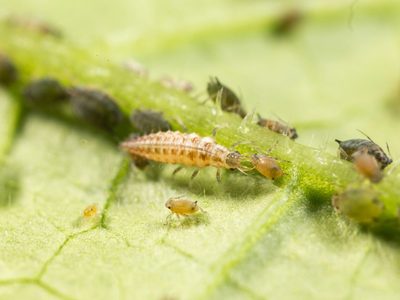 No lo ahuyentes: el único insecto que protege tu huerta en otoño de una forma poco convencional