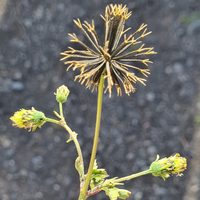 La planta que crece silvestre y que es una joya que pocos valoran