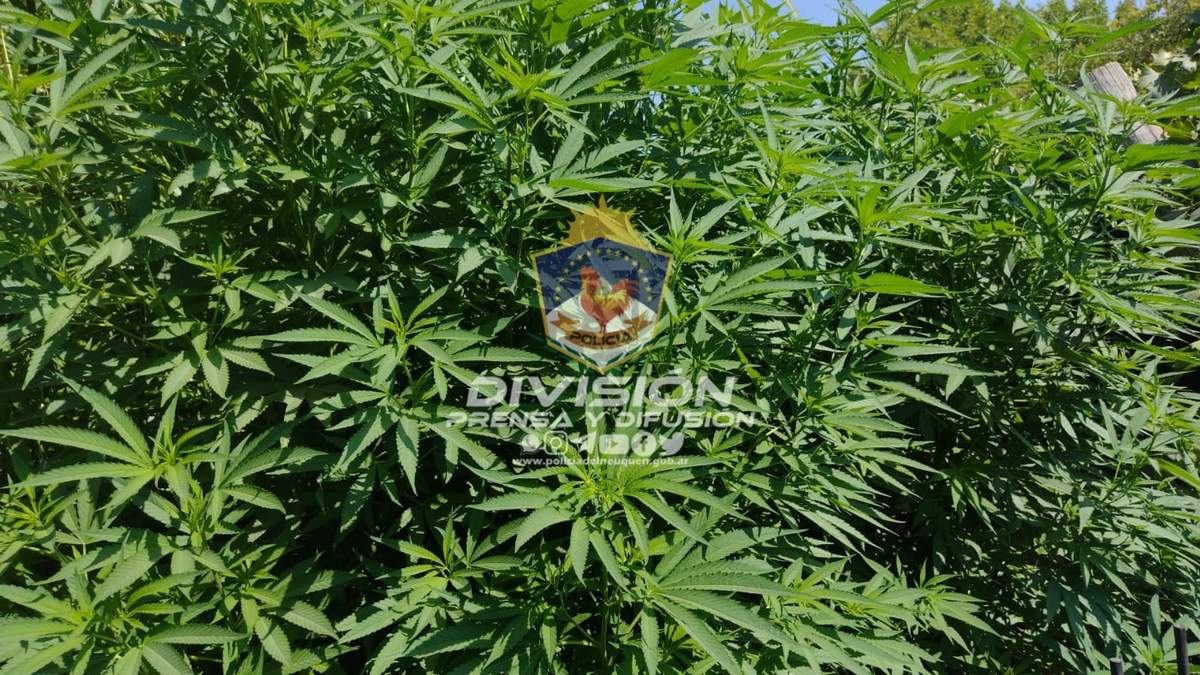 Las plantaciones median más de tres metros. Fuente: (Policía Neuquén)