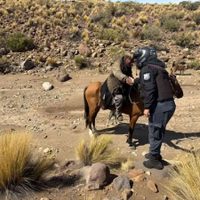 El clima y la turbiedad del río Agrio frenan el hallazgo del criancero Segundo Artigas