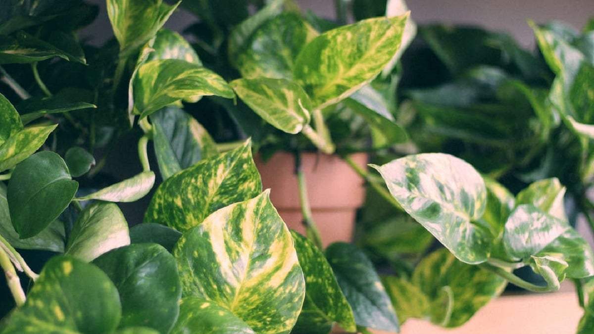 Plantas. Fuente:(X).
