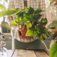 La energía de tu hogar podría estar en riesgo: 3 plantas que el Feng Shui no recomienda en interiores