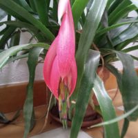 La planta más exótica para llenar de flores tu jardín y que también sirve para macetas colgantes
