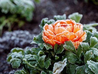3 claves para sembrar tus plantas en otoño-invierno y tener resultados a corto plazo