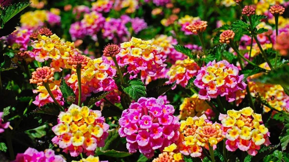 Plantas. Fuente: (Revista Clara)
