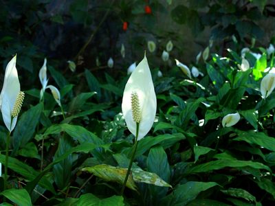 La más buscada: la planta tendencia en decoración que aporta elegancia y purifica tu hogar al mismo tiempo