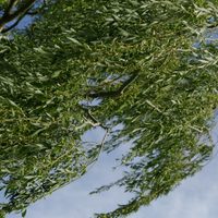 Clima en Neuquén: sábado ventoso y descenso de temperatura en la región