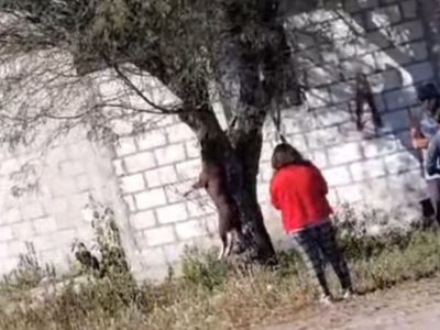 Perra “Chocolata” fue ahorcada en un árbol en Puebla; interponen denuncia ante la FGE (Video)