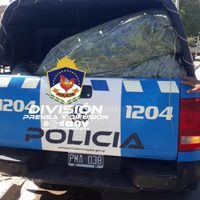 Allanamientos positivos: incautaron 30 plantas de marihuana, armas de fuego y municiones