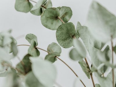 Plantas: no gastés en aromatizante, mirá estos trucos para perfumar tu ropa y hogar con eucalipto
