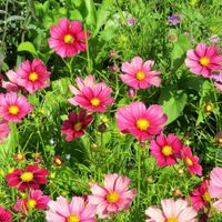 La planta que da hermosas flores todo el año, es fácil de cuidar y podés tener sin problemas en tu balcón