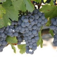 El mejor Malbec debe estar orientado el Oeste