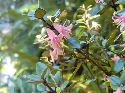 La planta de moda que florece en pleno invierno, necesita poca agua y resiste muy bien a las plagas: tomá nota