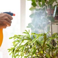 El producto muy común en el botiquín de remedios, que es un gran aliado para tus plantas