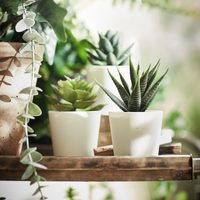 5 plantas suculentas que necesitan poca luz y son ideales para interior