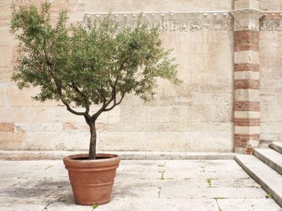 Si el sol te quema todas las plantas, esta es la que vas a querer tener en tu jardín