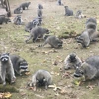Un centenar de mapaches invaden la casa de una mujer (Video)