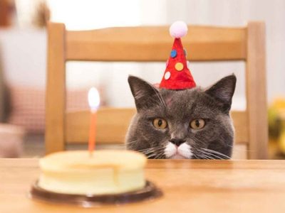 Por celebrar el cumpleaños a un gato se infectaron de coronavirus