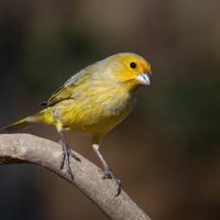 Curiosidades sobre el Jilguero: el pájaro que mejor canta y es un experto en camuflaje