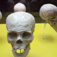 Cráneos prehispánicos esgrafiados