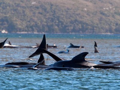 Triste imagen: centenares de ballenas varadas en Tasmania