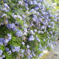 El Jazmín que es todoterreno: soporta todas las temperaturas y da la flor más linda
