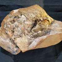 Encontraron en Australia el corazón más antiguo del mundo: perteneció a un pez prehistórico
