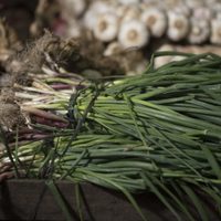 Cebolla de verdeo gratis todo el año: mirá la forma más fácil de cultivarlas sin usar semillas