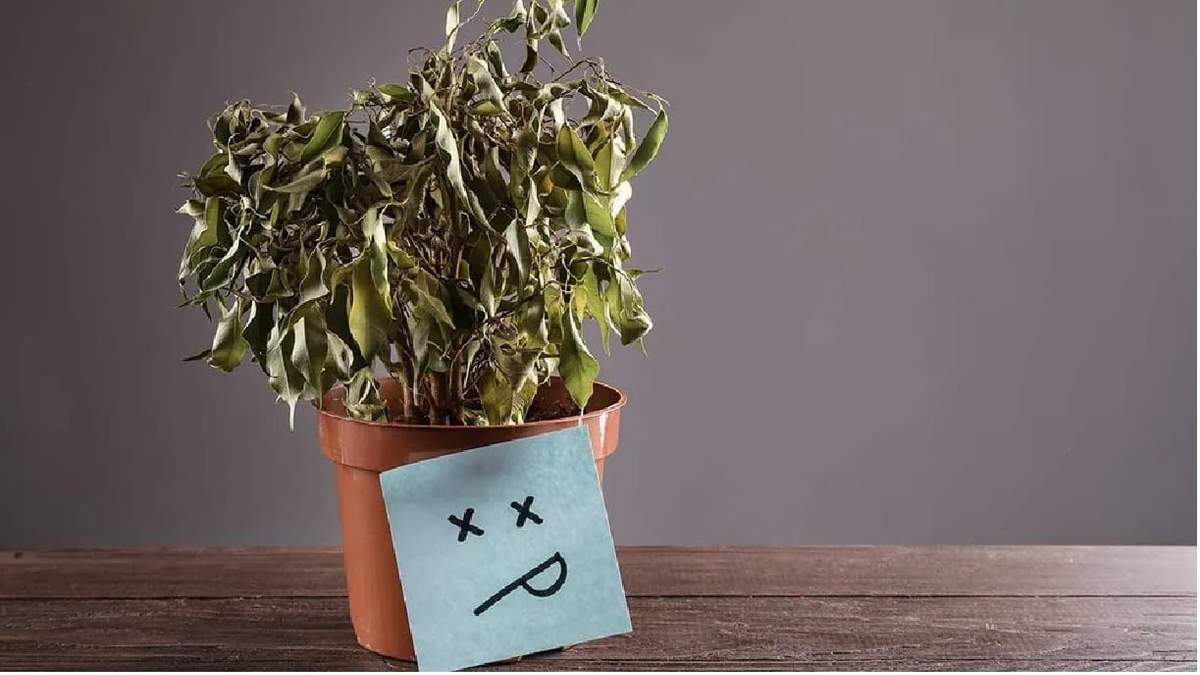 Plantas. Fuente: (Instagram)