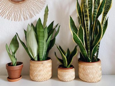 Hermosas y con muchos beneficios: 5 plantas de interior con coloridas flores que tenés que tener