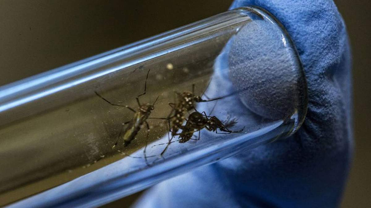 La mayoría de los casos de dengue en la Argentina fueron reportados en las provincias del norte. Fuente: (Twitter)