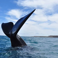 Península Valdés: cómo es la experiencia de avistaje de ballenas en Chubut y cuánto cuesta