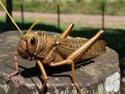 El insecto canibal que amenaza la flora patagónica