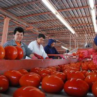 México acusa a EU de motivación política tras el arancel de 17.09% al jitomate