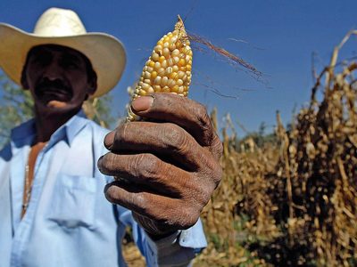Controversia por el maíz en el T-MEC: La guerra que se avecina...
