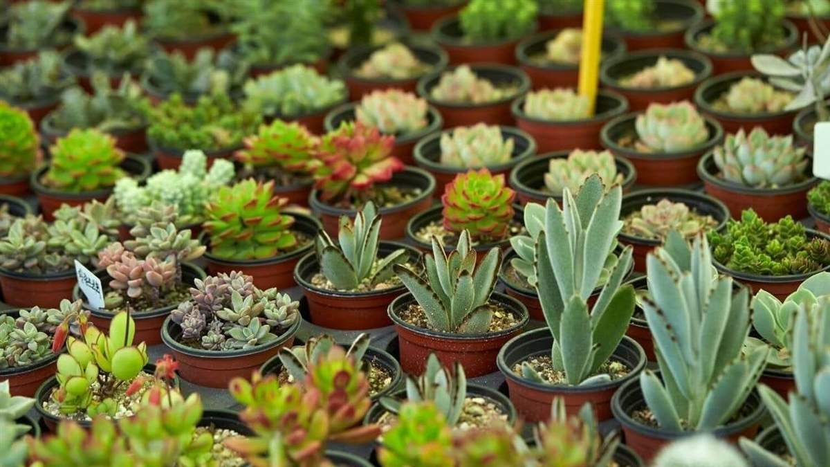 Plantas suculentas. Fuente: (Instagram).