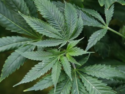 Hallan cuatro muertos en granja de mariguana