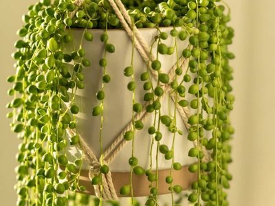 Seguro no lo sabías: 3 secretos para que tu planta del rosario crezca hermosa y se llene de cuentas