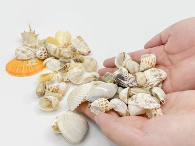 Desempolvá los caracoles que tenés de la playa y una tapita de frasco: creá este hermoso diseño para decorar