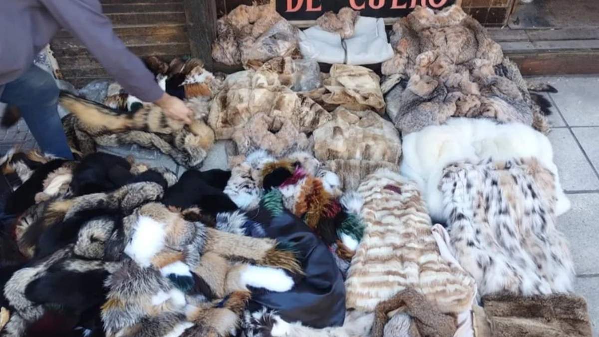 Incautaron más de 120 prendas de animales en extinción en Villa Crespo