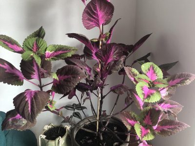 Así podés cuidar esta hermosa planta colorida, que ama estar cerca de sitios con mucha luz