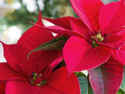 El secreto de los viveristas para que tu planta Estrella Federal se vuelva de un rojo intenso si aún está verde