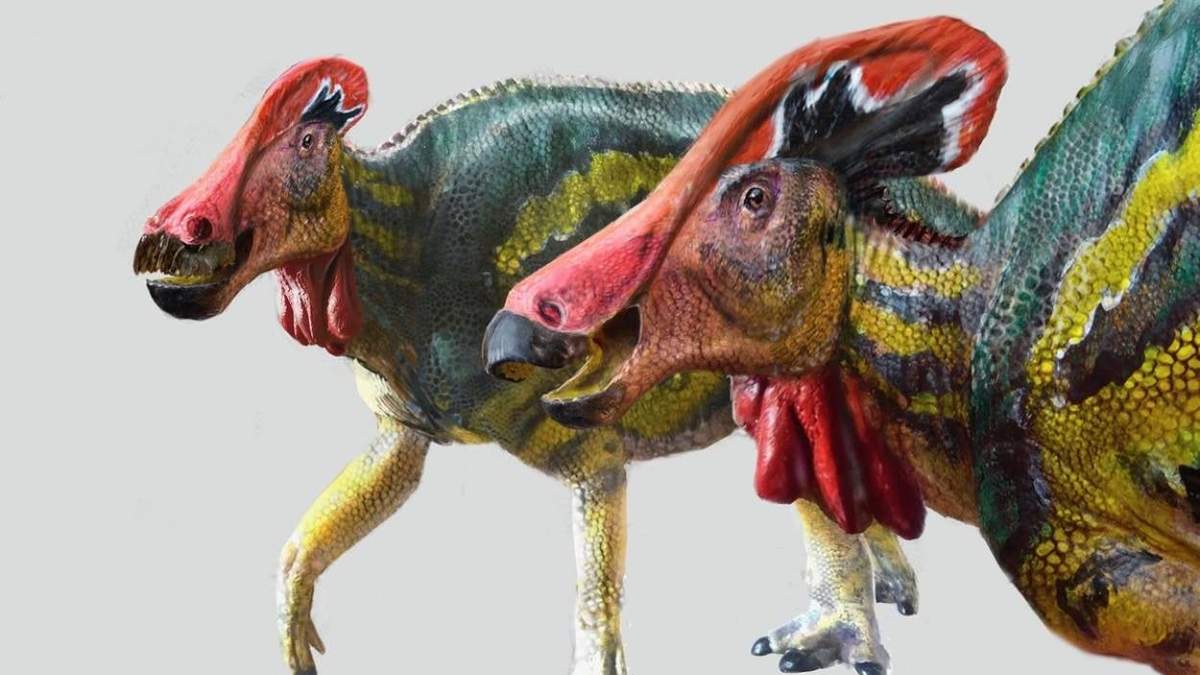 Tlatolophus