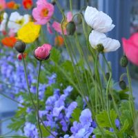 Llená de color tu hogar: las plantas con flores que son perfectas para las ventanas en invierno
