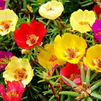 La suculenta que da las más lindas y coloridas flores y que es muy fácil de cuidar