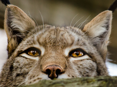 Monitorean a gato montés atropellado en la ruta
