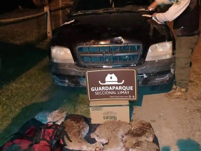 Caza furtiva: interceptan una camioneta y hallan carne de guanaco y cuchillos